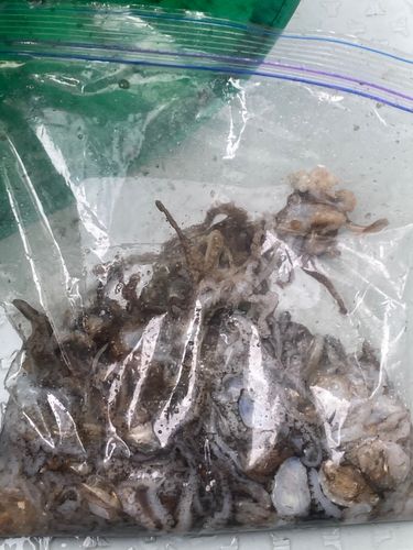 イイダコの釣果