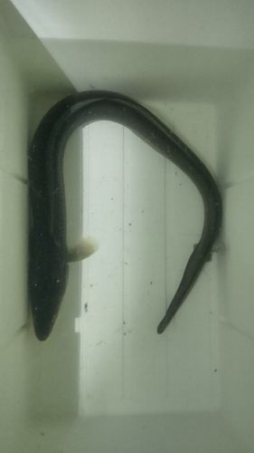 アナゴの釣果