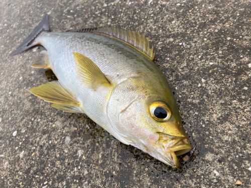 イサキの釣果