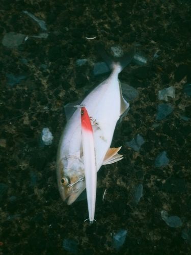 ショゴの釣果