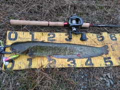 ニホンナマズの釣果
