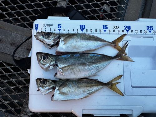 アジの釣果