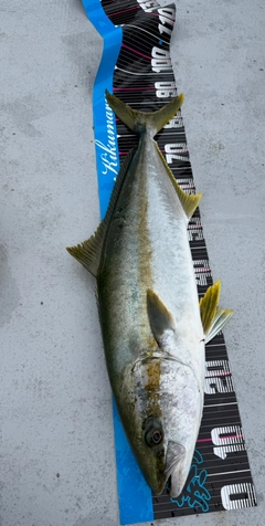 ヒラマサの釣果