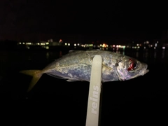 マアジの釣果
