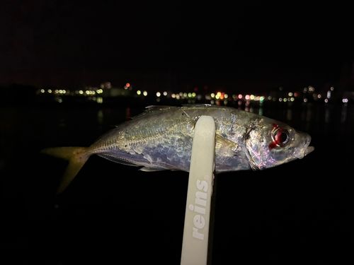 マアジの釣果