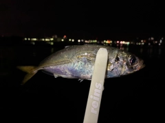 マアジの釣果
