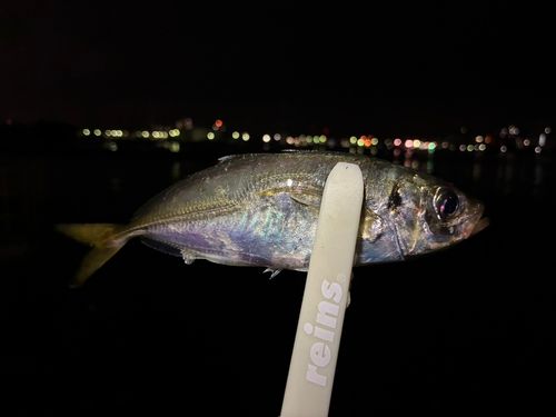 マアジの釣果