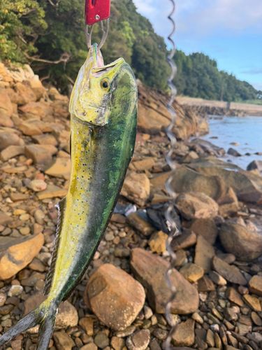 ネリゴの釣果