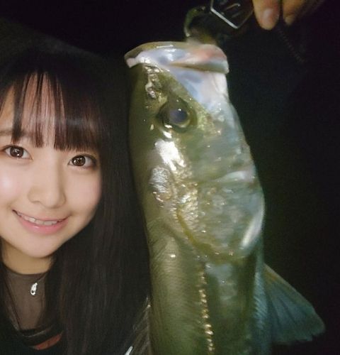 スズキの釣果