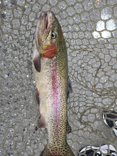 ニジマスの釣果