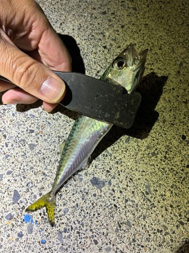 サバの釣果