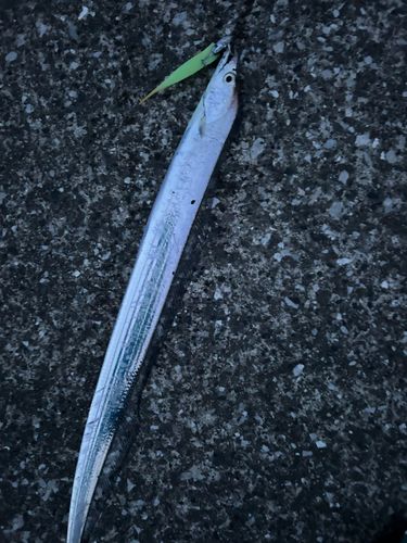 タチウオの釣果
