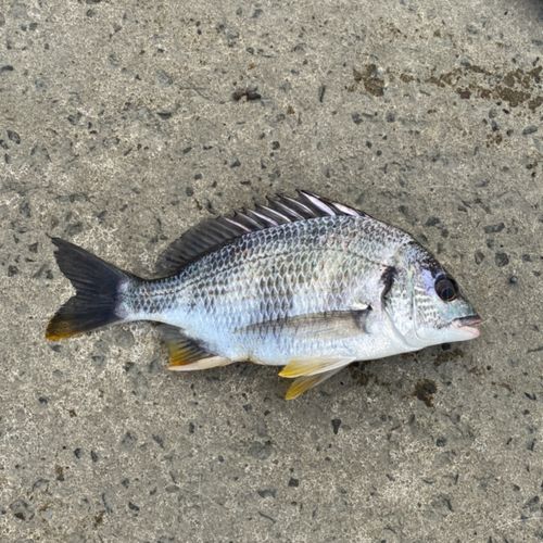 キチヌの釣果