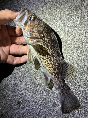 ソイの釣果