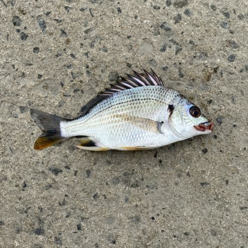 キチヌの釣果