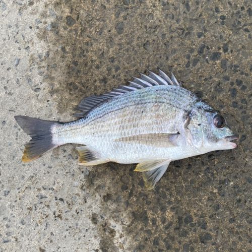キチヌの釣果