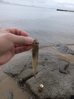ハゼの釣果