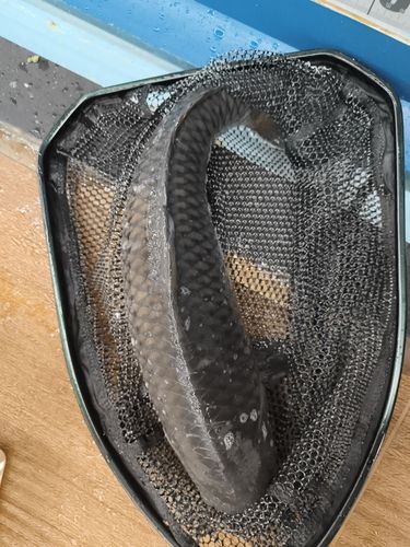 コイの釣果