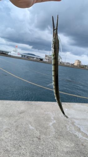ダツの釣果