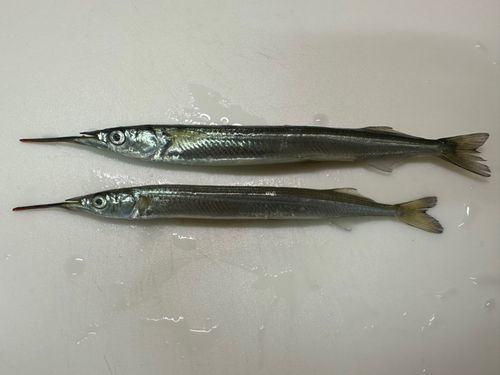 サヨリの釣果
