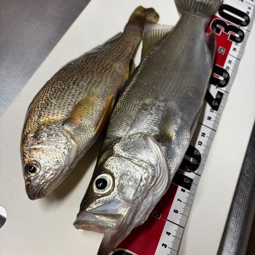 ヒラスズキの釣果