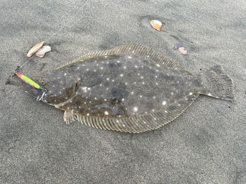 ソゲの釣果