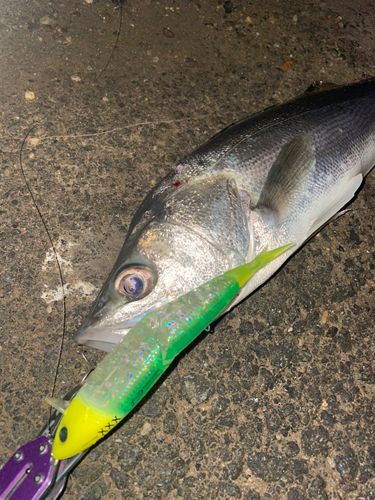 シーバスの釣果