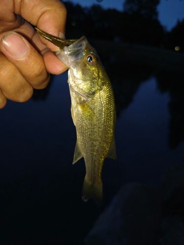 ラージマウスバスの釣果
