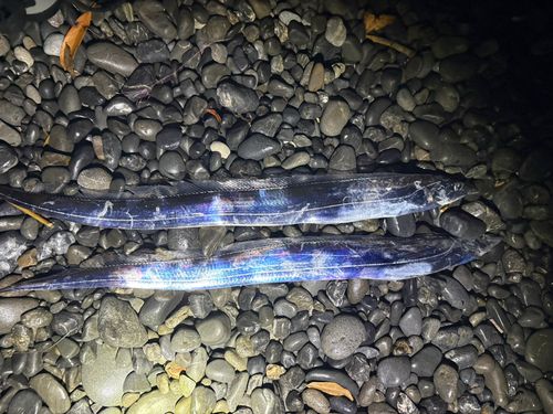 タチウオの釣果