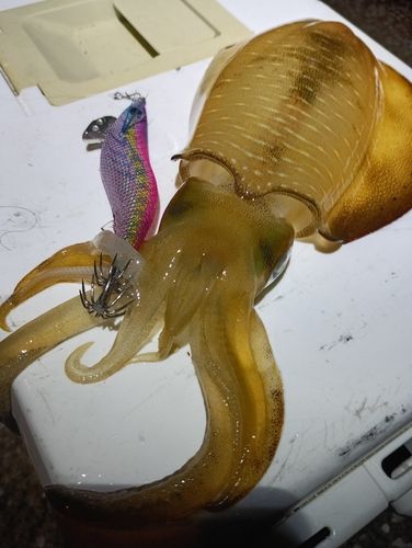 アオリイカの釣果