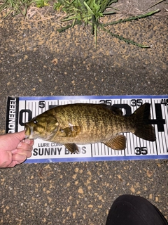 スモールマウスバスの釣果