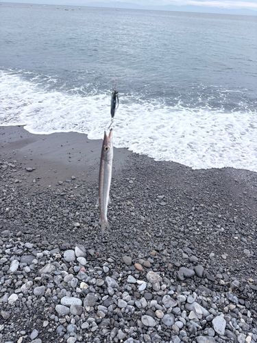 カマスの釣果