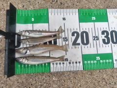 シロギスの釣果