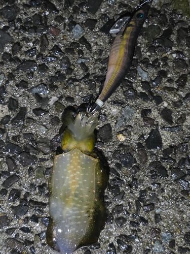 アオリイカの釣果