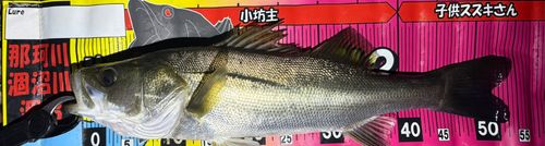 フッコ（マルスズキ）の釣果