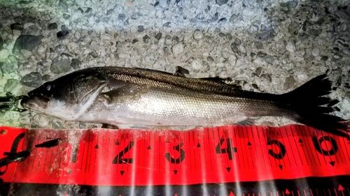 シーバスの釣果