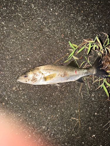 スズキの釣果