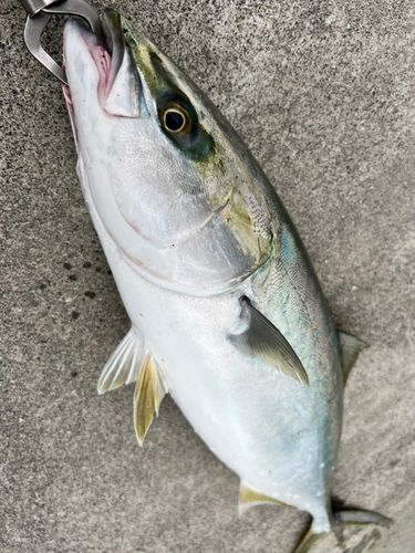 ワラサの釣果