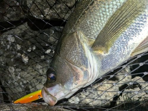 フッコ（マルスズキ）の釣果