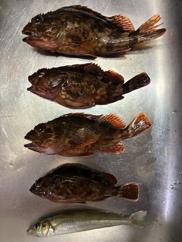 カサゴの釣果
