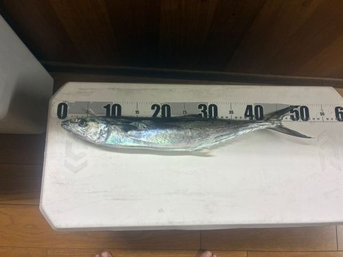 サゴシの釣果