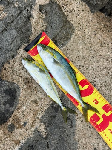 ツバスの釣果
