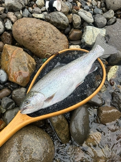 ニジマスの釣果