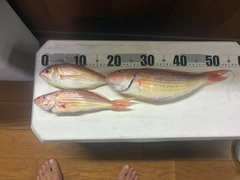 イトヨリダイの釣果