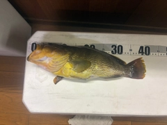 アオハタの釣果