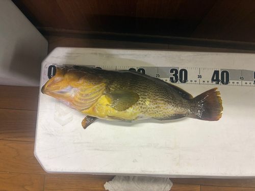アオハタの釣果