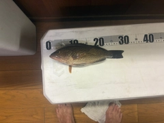 オオモンハタの釣果