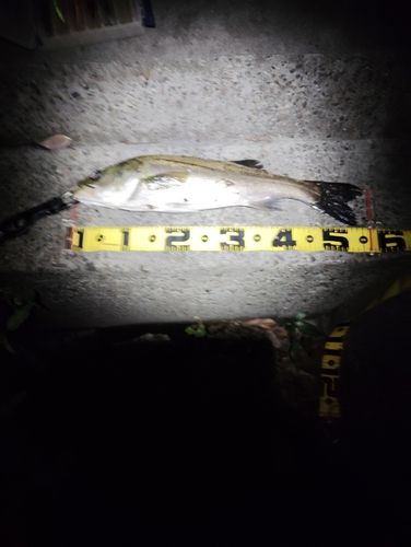 フッコ（マルスズキ）の釣果