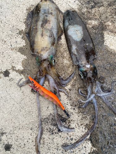 アオリイカの釣果
