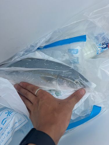 ブリの釣果